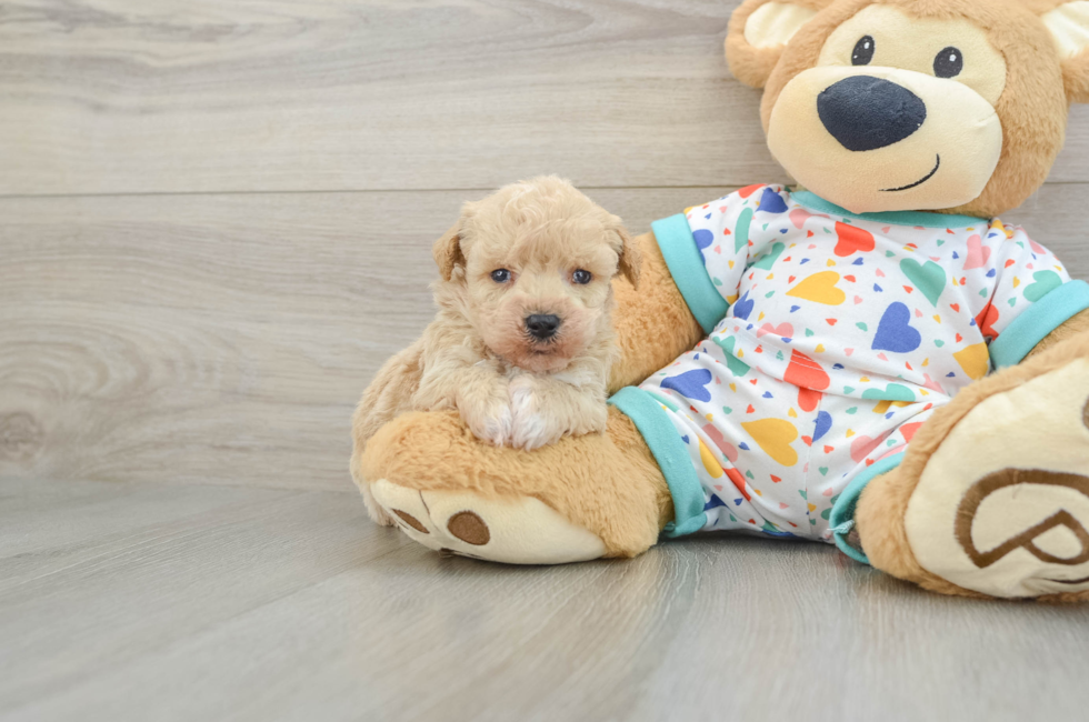 5 week old Poochon Puppy For Sale - Lone Star Pups