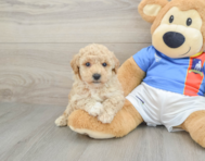 6 week old Poochon Puppy For Sale - Lone Star Pups