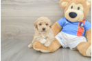 Poochon Pup Being Cute