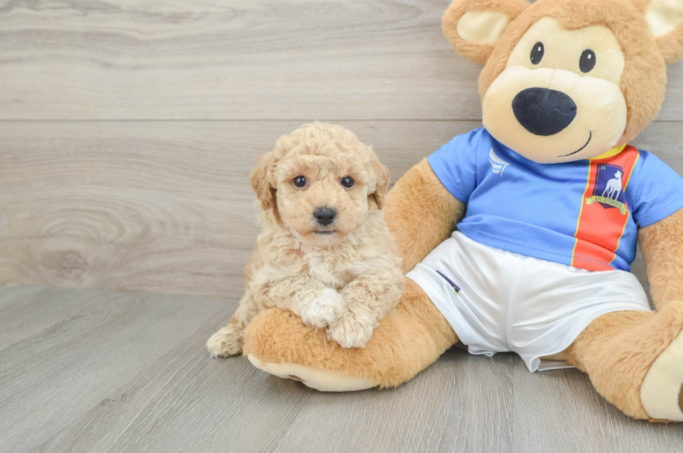 6 week old Poochon Puppy For Sale - Lone Star Pups