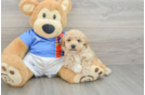 Small Poochon Baby