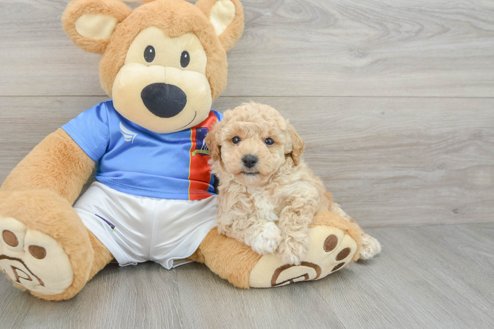 Small Poochon Baby