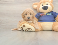 6 week old Poochon Puppy For Sale - Lone Star Pups