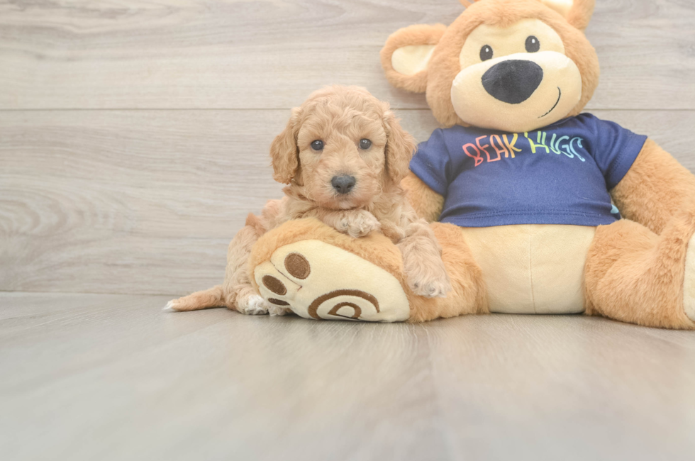 5 week old Poochon Puppy For Sale - Lone Star Pups
