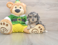 5 week old Poochon Puppy For Sale - Lone Star Pups