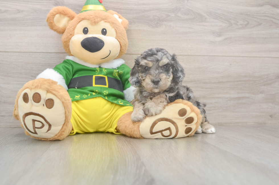 5 week old Poochon Puppy For Sale - Lone Star Pups