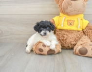 6 week old Poochon Puppy For Sale - Lone Star Pups