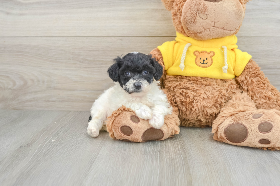 6 week old Poochon Puppy For Sale - Lone Star Pups