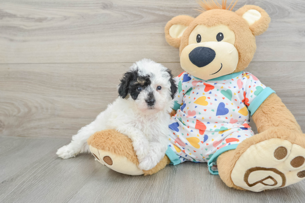 Poochon Pup Being Cute