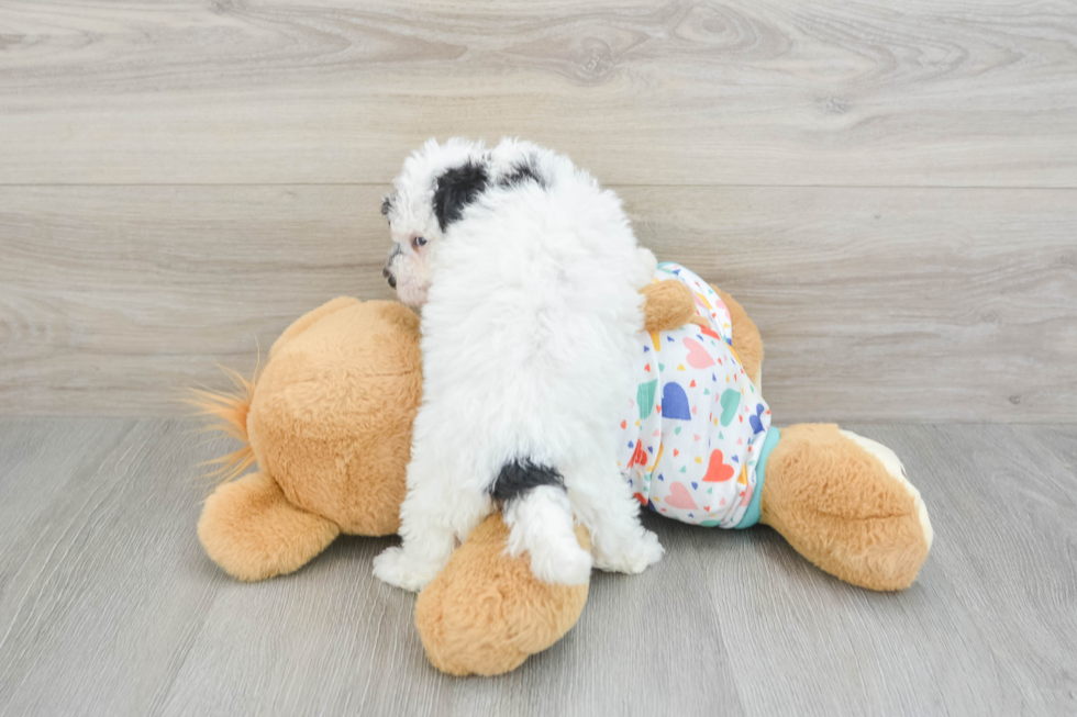 Hypoallergenic Bichpoo Poodle Mix Puppy