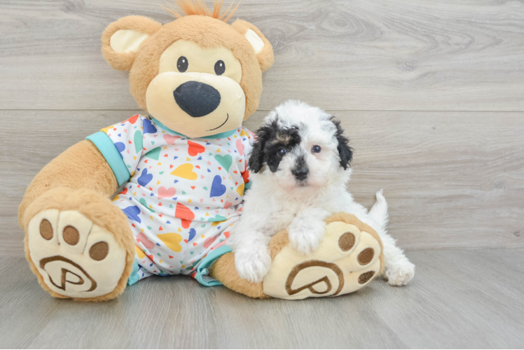 Petite Poochon Poodle Mix Pup