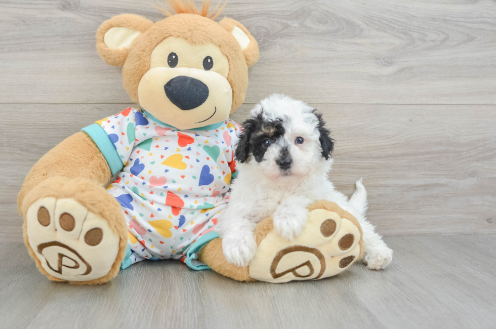 5 week old Poochon Puppy For Sale - Lone Star Pups