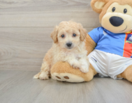 6 week old Poochon Puppy For Sale - Lone Star Pups
