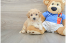 Poochon Pup Being Cute