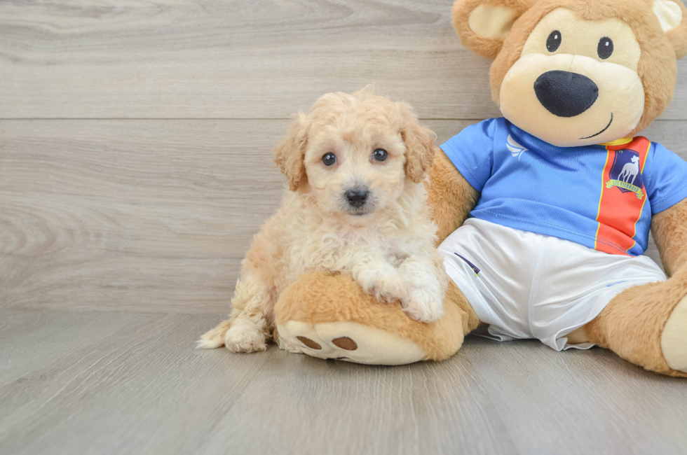 6 week old Poochon Puppy For Sale - Lone Star Pups