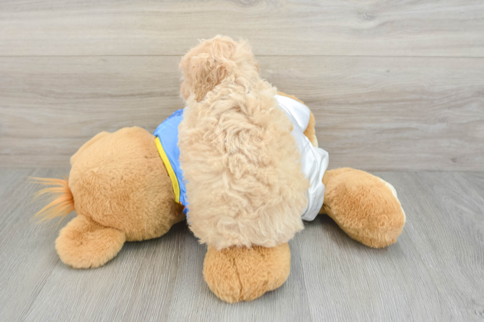 Little Bichpoo Poodle Mix Puppy
