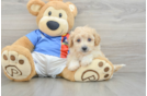 Poochon Puppy for Adoption