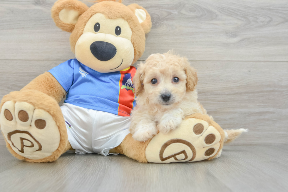 Poochon Puppy for Adoption