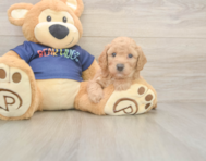 7 week old Poochon Puppy For Sale - Lone Star Pups