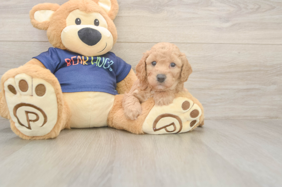 5 week old Poochon Puppy For Sale - Lone Star Pups