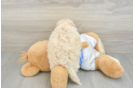 Best Poochon Baby
