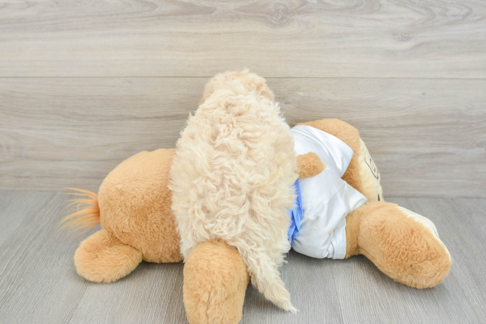 Best Poochon Baby