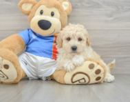 6 week old Poochon Puppy For Sale - Lone Star Pups