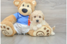 Small Poochon Baby