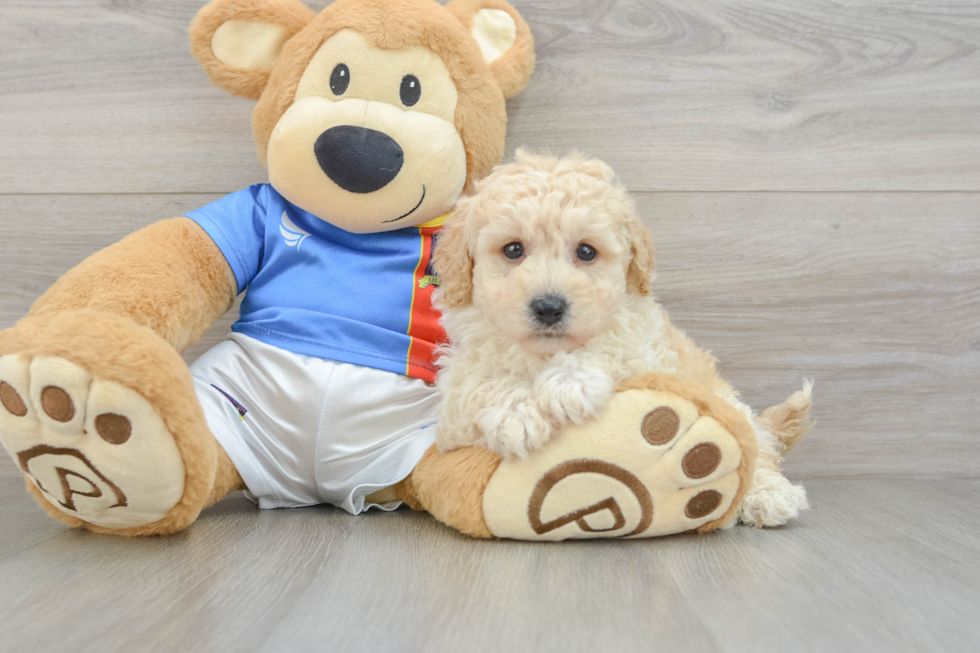 Small Poochon Baby