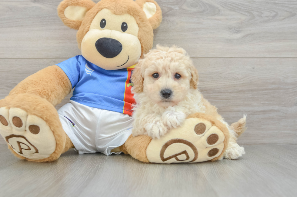 6 week old Poochon Puppy For Sale - Lone Star Pups