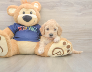 6 week old Poochon Puppy For Sale - Lone Star Pups