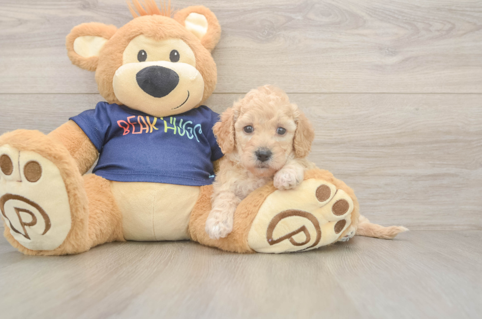 5 week old Poochon Puppy For Sale - Lone Star Pups