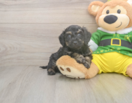 5 week old Poochon Puppy For Sale - Lone Star Pups