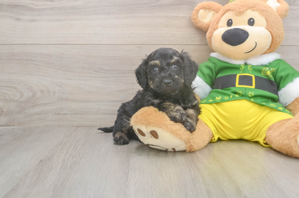 5 week old Poochon Puppy For Sale - Lone Star Pups