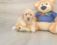 6 week old Poochon Puppy For Sale - Lone Star Pups