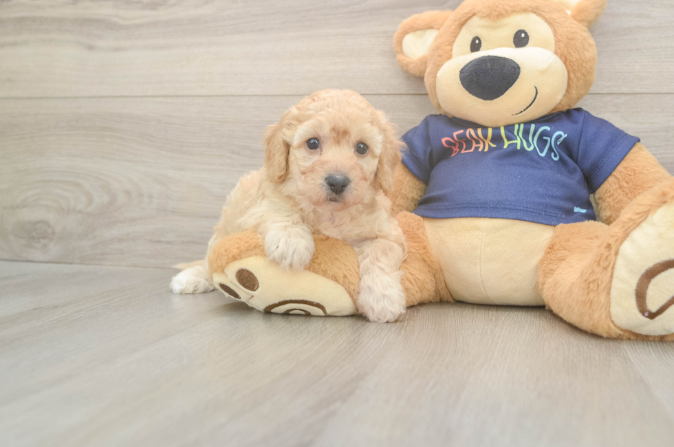 5 week old Poochon Puppy For Sale - Lone Star Pups