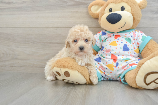 Smart Poochon Poodle Mix Pup