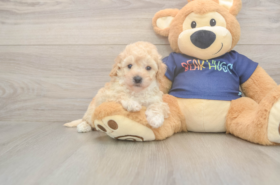 5 week old Poochon Puppy For Sale - Lone Star Pups