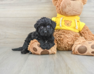 6 week old Poochon Puppy For Sale - Lone Star Pups