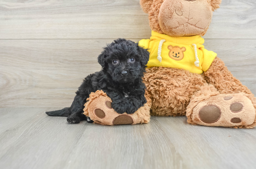 6 week old Poochon Puppy For Sale - Lone Star Pups