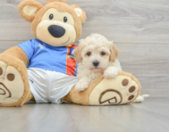 6 week old Poochon Puppy For Sale - Lone Star Pups