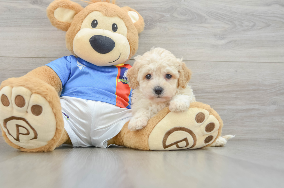 6 week old Poochon Puppy For Sale - Lone Star Pups