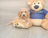 8 week old Poochon Puppy For Sale - Lone Star Pups