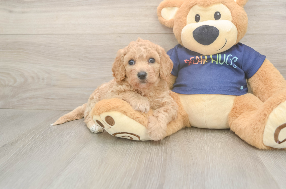 5 week old Poochon Puppy For Sale - Lone Star Pups