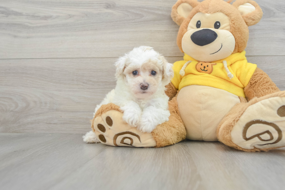 Fluffy Poochon Poodle Mix Pup