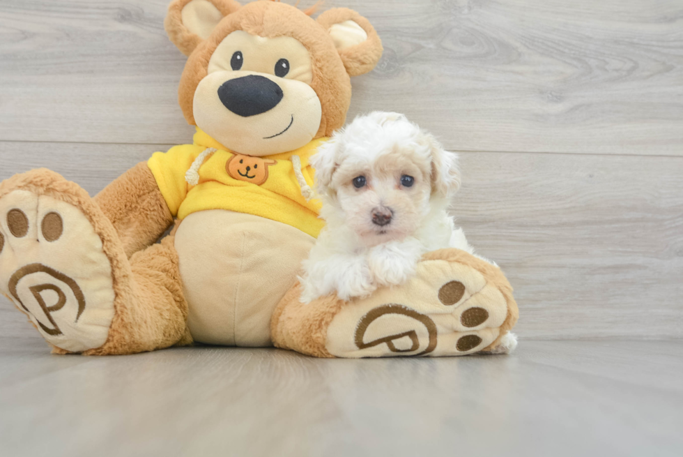 Friendly Poochon Baby