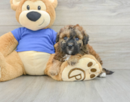 6 week old Poochon Puppy For Sale - Lone Star Pups