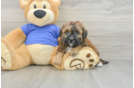 Poochon Pup Being Cute