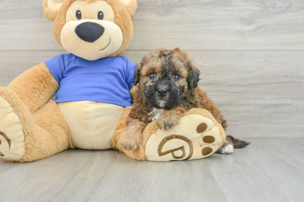 5 week old Poochon Puppy For Sale - Lone Star Pups
