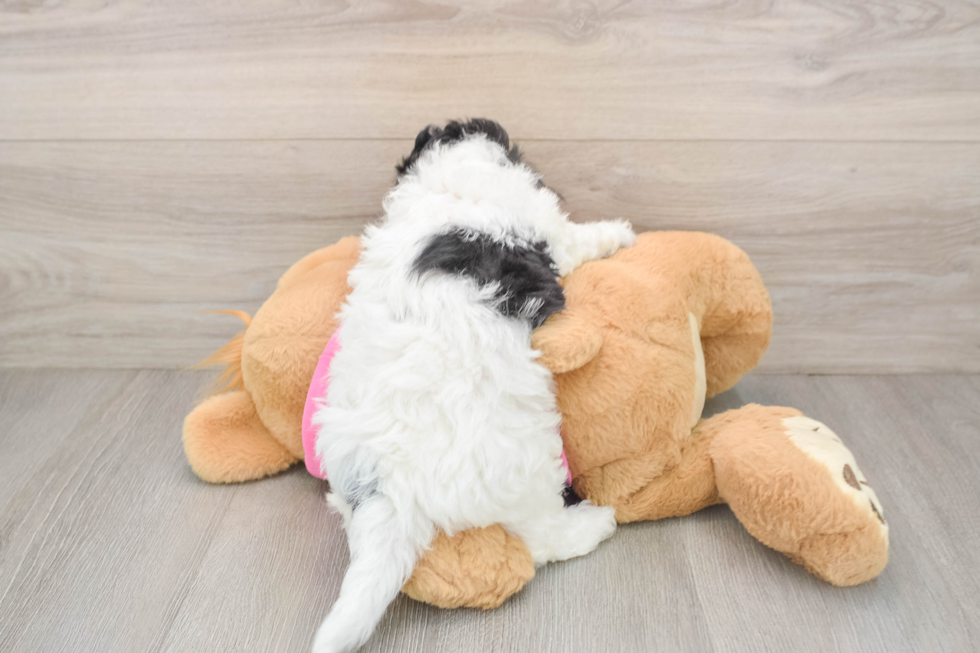 Poochon Puppy for Adoption